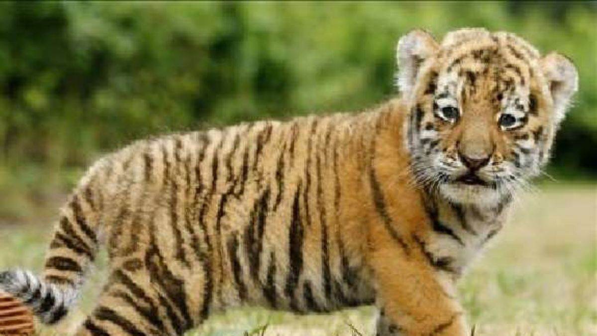 https://www.jagranimages.com/images/newimg/26092025/26_09_2025-tiger_cube_24061317_21355992.jpg