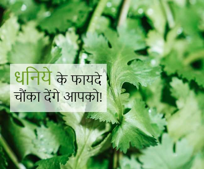 Coriander Benefits खाने की महक और स्वाद बढ़ाने के साथ सेहत को ये 10