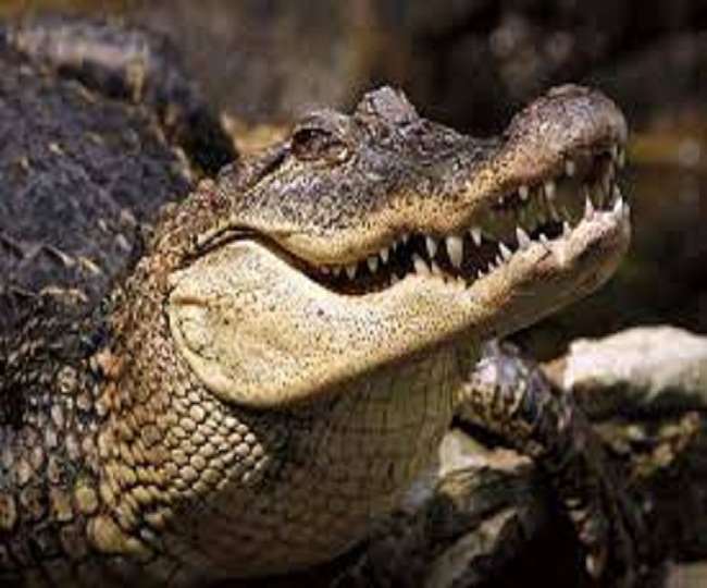 crocodile made heifer in mirzapur crocodile attacked from bansagar canal