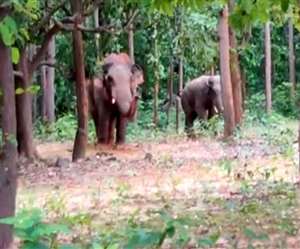 Jharkhand News, Elephants Attack in Hazaribagh हजारीबाग के बड़कागांव में हाथियों का झुंड अब भी जमा है।
