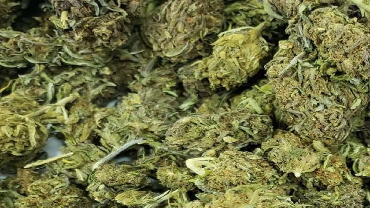 जर्मनी ने गांजे को किया लीगल, दुनिया के इन देशों में Cannabis है वैध -  Germany legalizes cannabis Cannabis is legal in these countries of the world
