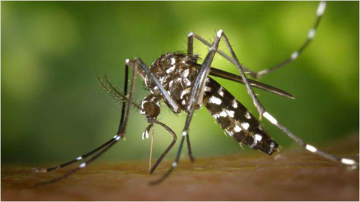 https://www.jagranimages.com/images/newimg/26102022/26_10_2022-mosquito-bie_23163139.jpg