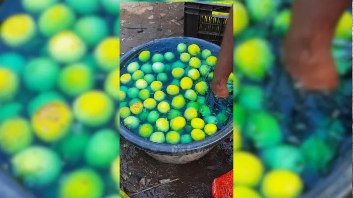 सब्जियों को केमिकल से बनाया जा रहा चमकदार।