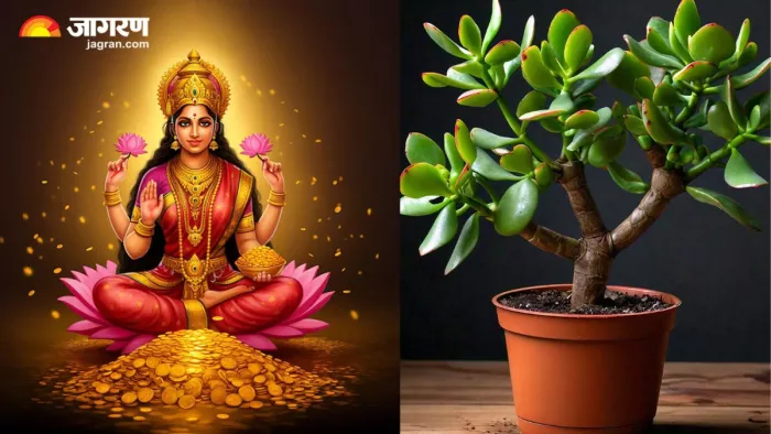 इस दीपावली घर में लगाएं मां लक्ष्मी का प्रिय पौधा, (Image Source: Freepik)