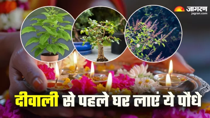 Diwali 2024: दीवाली से पहले घर ले आएं ये पौधे।
