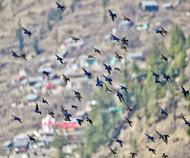 Winter Tourism: वन्यजीव विविधता को प्रसिद्ध है उत्तराखंड।