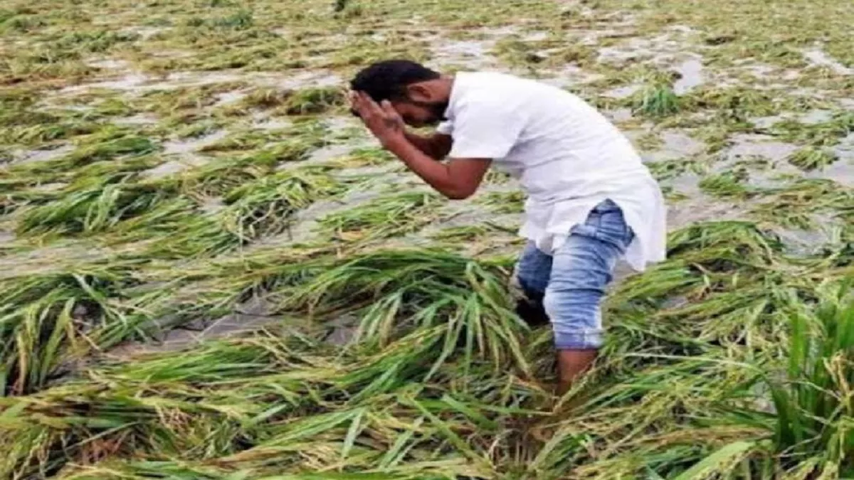 झज्जर में किसानों को जलभराव ने किया परेशान, अब धान की फसल में आग लगने से हुआ नुकसान