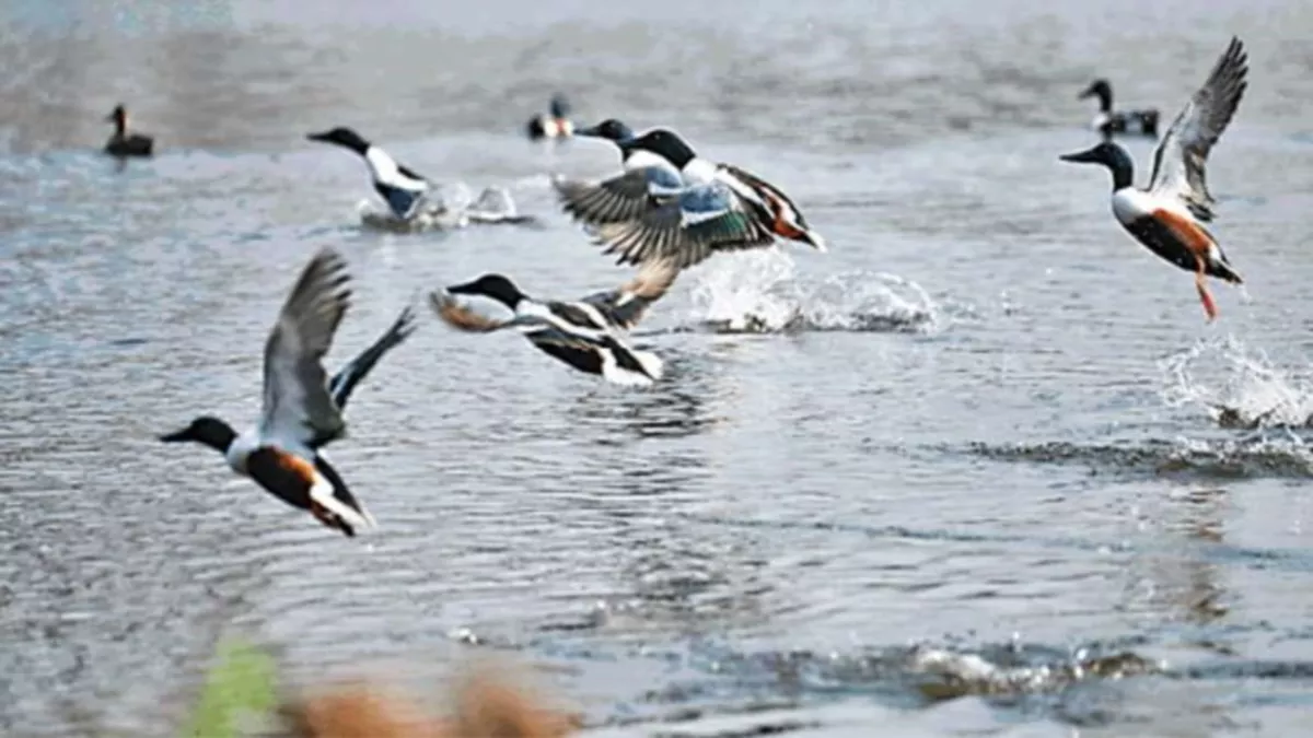 Delhi News: प्रवासी पक्षियों को रास आई दिल्ली की आबोहवा, बायोडायवर्सिटी पार्कों में आने का सिलसिला शुरू