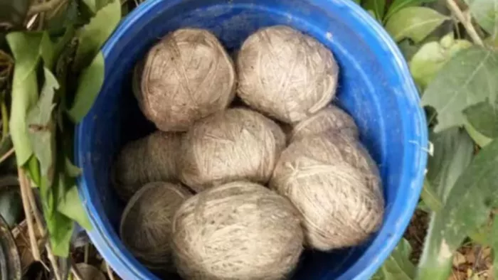 ओडिशा में क्रूड बम हमले में 2 घायल