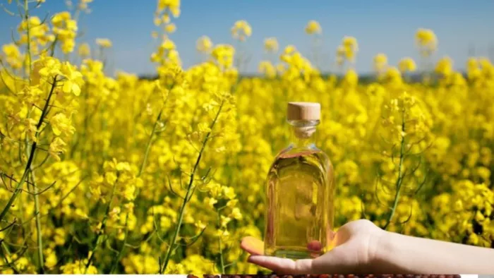Winter Care Tips: सरसों के तेल से मालिश करने के फायदे