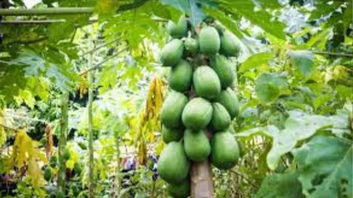 Raw Papaya Benefits: कच्चा पपीता खाने के हैं ढेरों फायदे