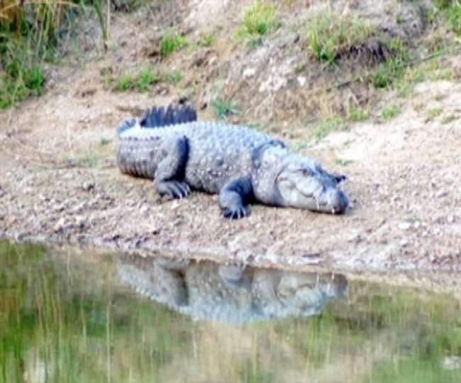 the government did not release the money eclipsed the crocodile turtle conservation scheme