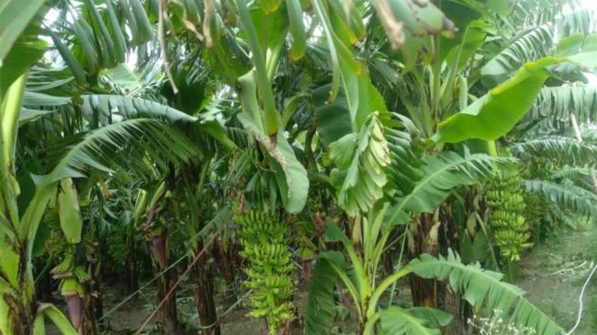 https://www.jagranimages.com/images/newimg/26122022/26_12_2022-banana_crop_grown_in_jaunpur_leaving_traditional_farming_23272245_1825947.jpg