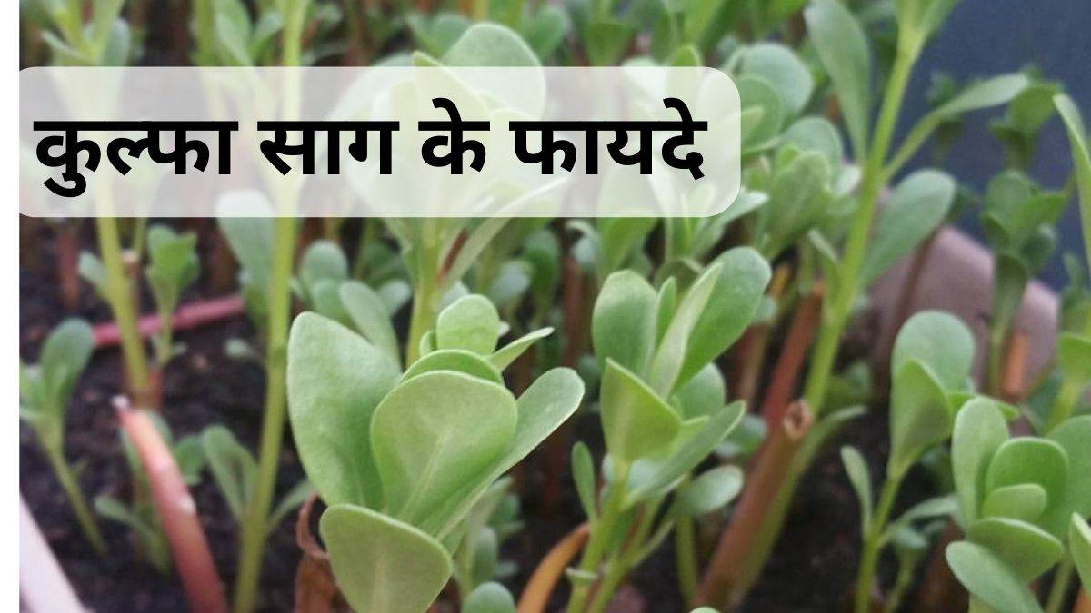 Kulfa Saag Benefits सर्दियों में आपको सेहतमंद बनाएगी कुल्फा साग, जानें