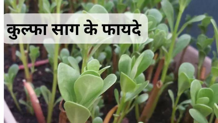 जानें सर्दियों में कुल्फा साग खाने के फायदे