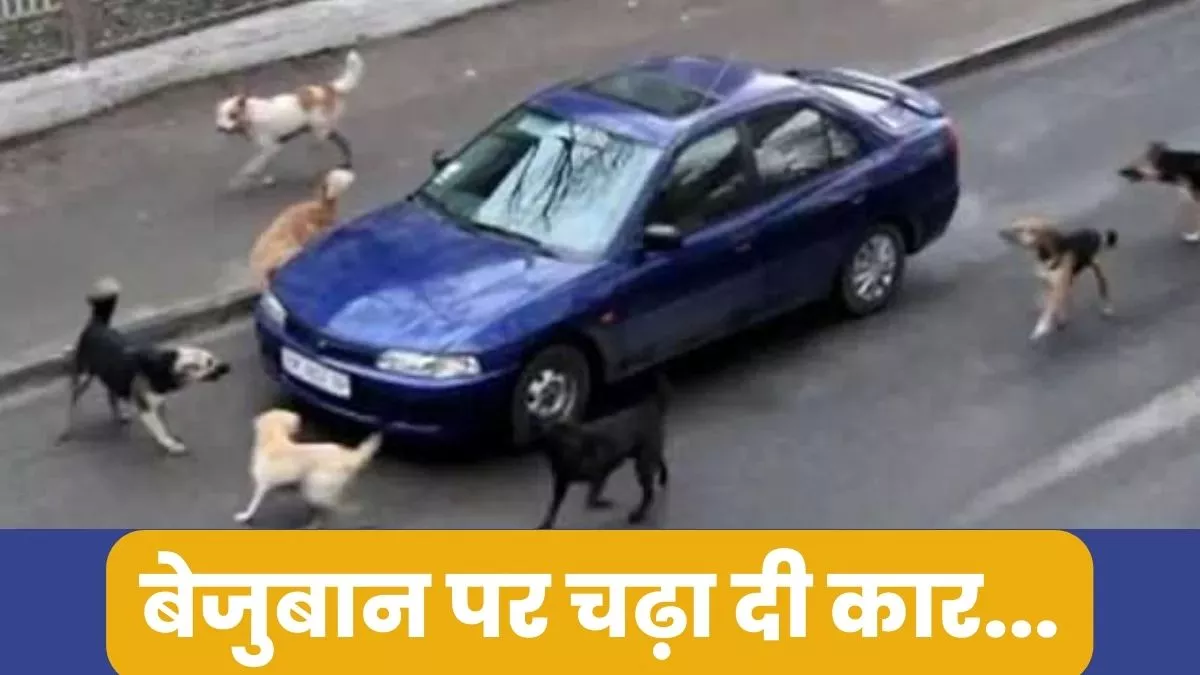 Hit and Run : कुत्ते को खाना खिलाते समय महिला से छेड़छाड़, विरोध करने पर कुत्ते को कुचलकर भागा