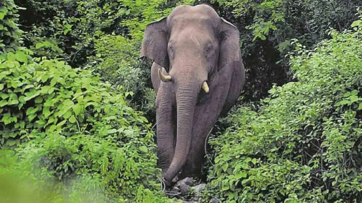 Kerala: जंगली हाथी ने गांव में जमकर मचाया उत्पात, राशन की दुकान को किया तबाह; लोगों ने नाम रखा 'अरिकोम्बन'