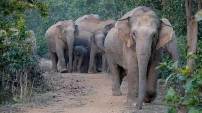 Odisha News: ओडिशा में हाथियों ने मचाया जमकर उत्पात, दीवार तोड़ घर में घुसा;