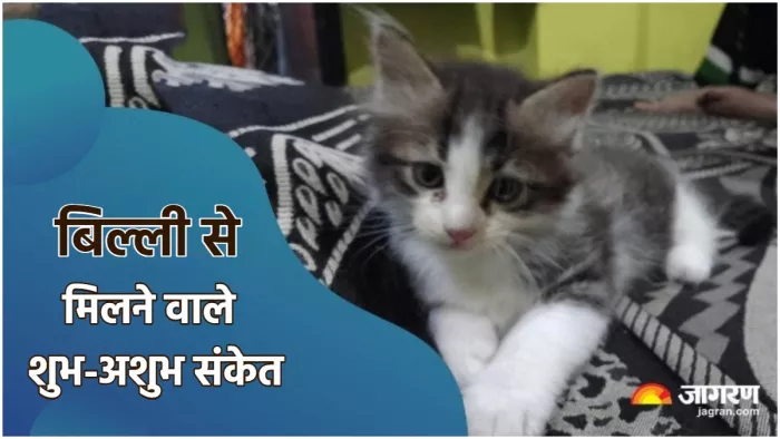 omens related to cat बिल्ली से मिलने शुभ अशुभ संकेत।