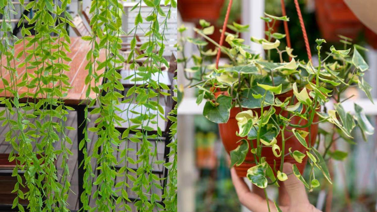 https://www.jagranimages.com/images/newimg/27012025/27_01_2025-balcony_garden_23873317.jpg