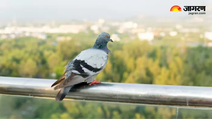 बालकनी से कबूतरों को भगाने के 5 आसान तरीके (Image Source: Freepik)