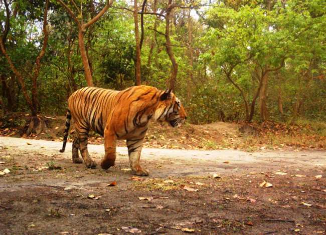 Pilibhit Tiger Reserve Pilibhit News 