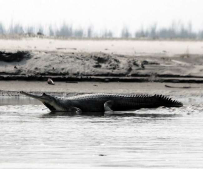 the length of alligators increased in bijnor this is their specialty