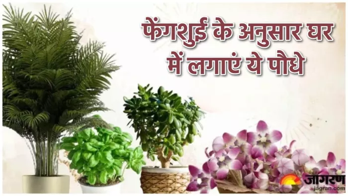 Feng Shui For plants: फेंगशुई के अनुसार घर में लगाएं ये पौधे।