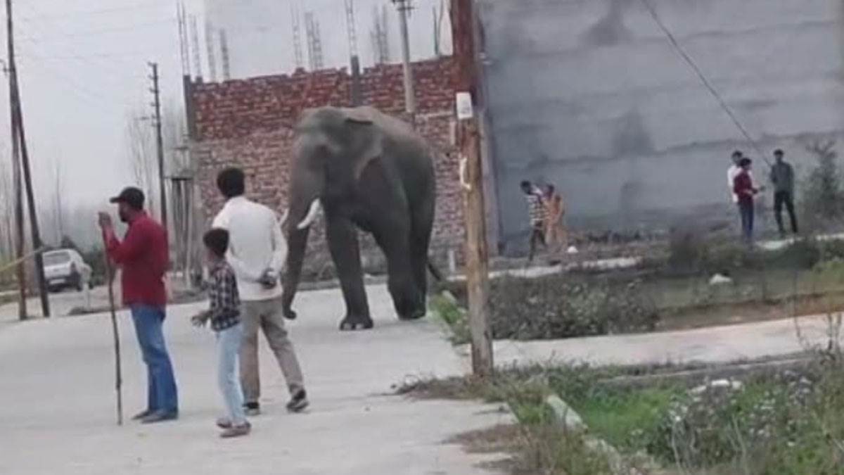 giant elephant roams haridwar from a month uttarakhand forest department fails to drive it back to the jungle