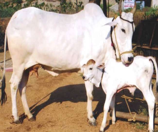मथुरा जनपद में आश्रम से चोरी हो गई थी गाय व बछिया