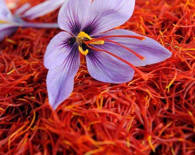 scientific methods in the cultivation of saffron in jammu and kashmir proved to be a game changer