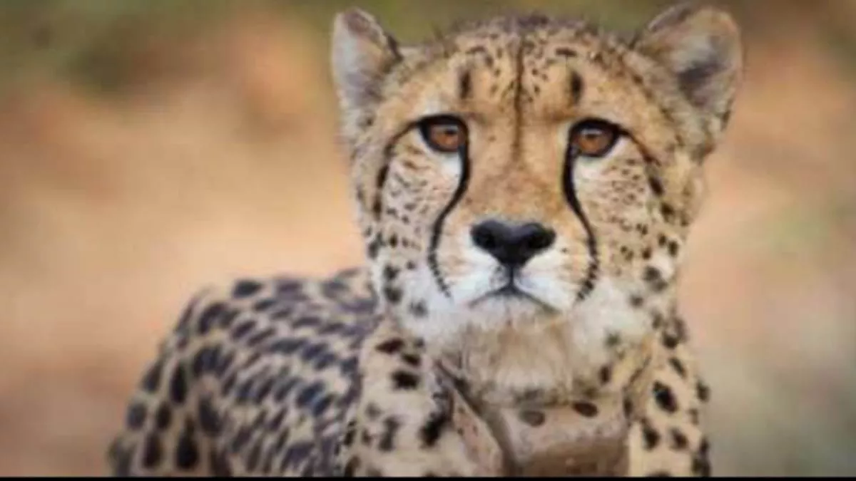 Namibian Cheetah Sasha: नामीबिया में हुआ था मादा चीता साशा की किडनी का आपरेशन, छुपाई गई थी संक्रमण की बात