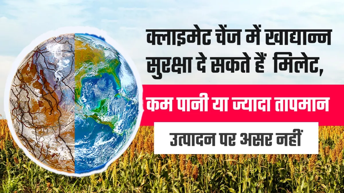 जलवायु परिवर्तन से बेअसर मिलेट्स, चावल से ढाई गुना कम पानी की जरूरत, 46 डिग्री गर्मी में भी लहलहाएगी फसल