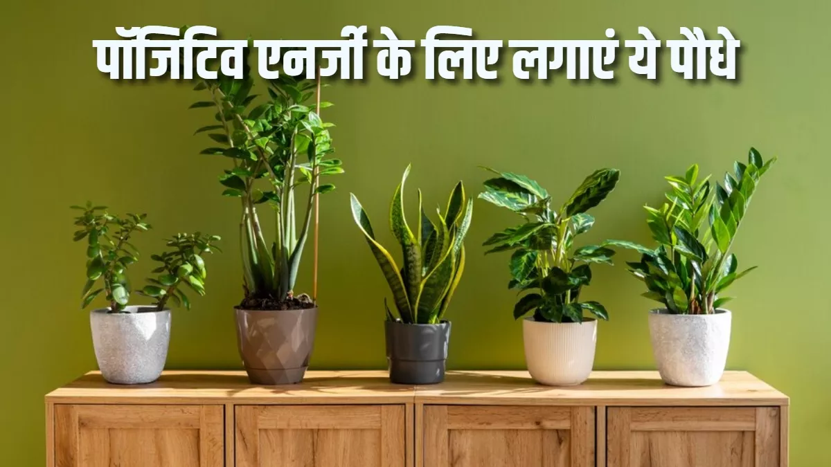 Vastu Tips for Plant: पॉजिटिव एनर्जी को आकर्षित करते हैं ये पौधे, माहौल रहता है खुशनुमा