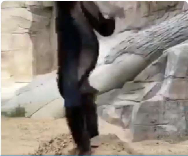 इस वीडियो को भारतीय वन सेवा के अधिकारी ने शेयर किया है।