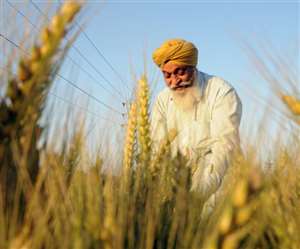 फसल बीमा योजना की प्रक्रिया शुरू। फाइल फोटो जागरण