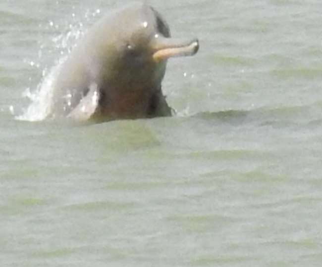 dolphins of rapti river presence auspicious for forest department