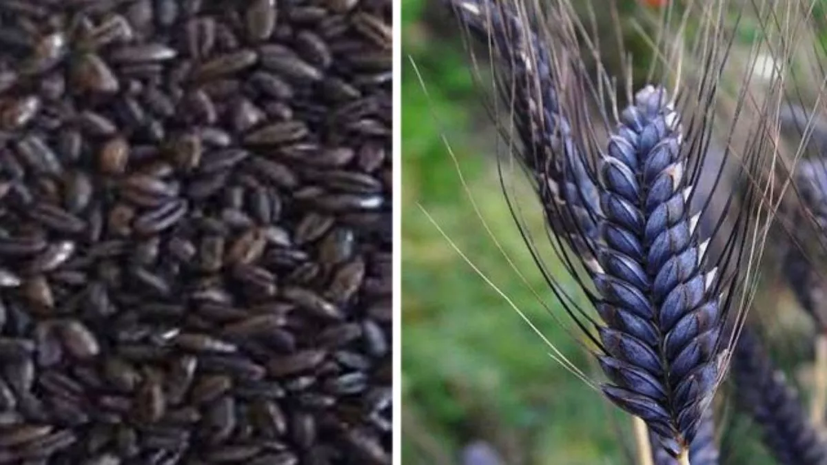 Black Wheat Farming: भवानीपुर के संजीव सिंह काले गेंहू की खेती कर बना रहे अपनी अलग पहचान, हर तरफ हो रही चर्चा