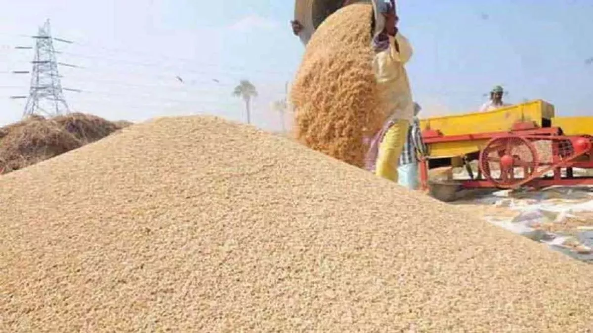 Haryana Farmers: गेहूं-सरसों से अटी मंडियां, धीमे उठान के कारण फिर रहा किसानों की मेहनत पर पानी