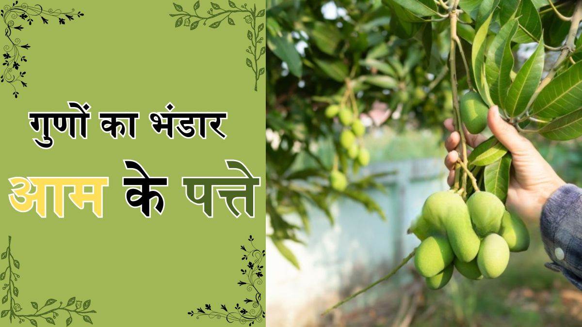 https://www.jagranimages.com/images/newimg/27042024/27_04_2024-mango_leaves_23705817.jpg
