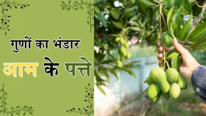 आम ही नहीं इसके पत्ते भी हैं सेहत के लिए फायदेमंद