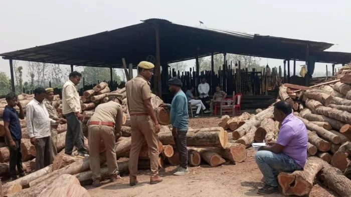 आरा मशीन पर प्रतिबंधित लकड़ी मिलने के बाद जांच करती वन विभाग की टीम। जागरण