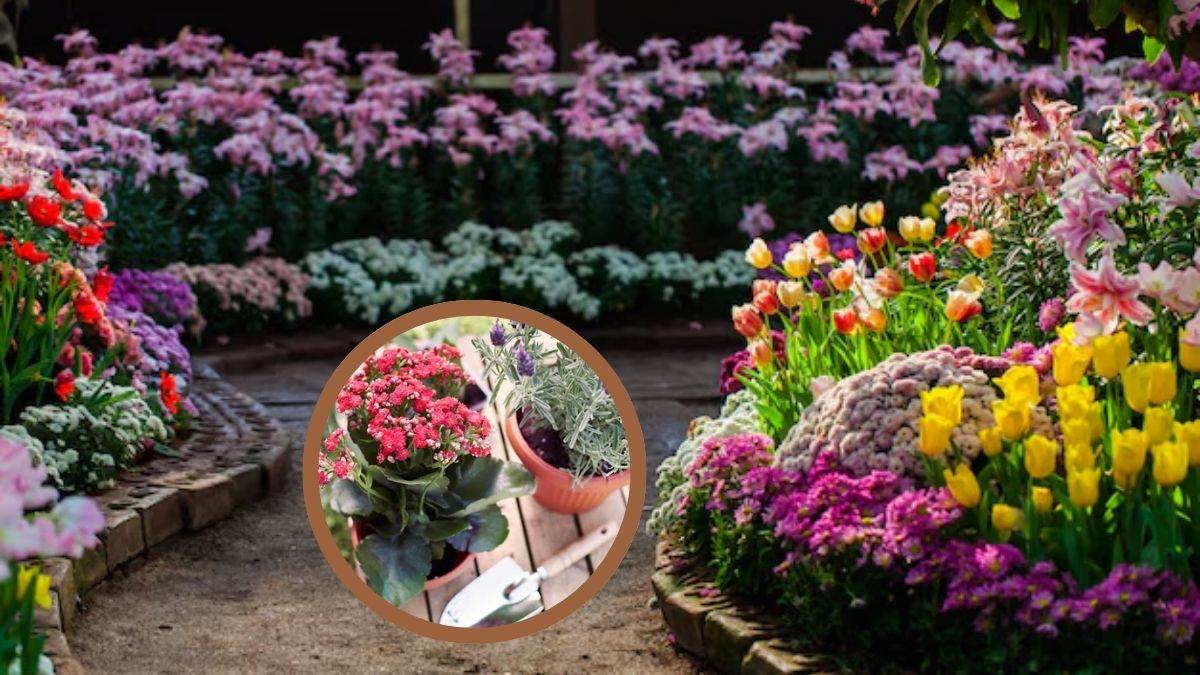 https://www.jagranimages.com/images/newimg/27042025/27_04_2025-flowers_23926649.jpg