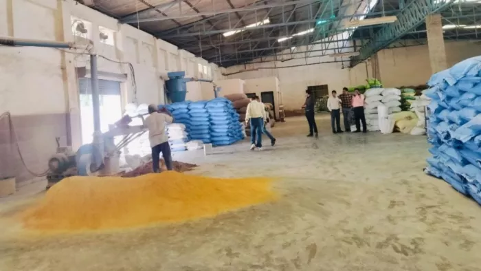 Agra News: एफएसडीए द्वारा फाउंड्रीनगर में सीज की गईसाबुत हल्दी। इसे लेड क्रोमेट से रंगा गया है। सौ. एफएसडीए