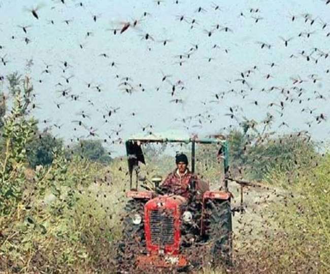 Locusts enter Uttar Pradesh and Maharashtra Alert in Punjab ...