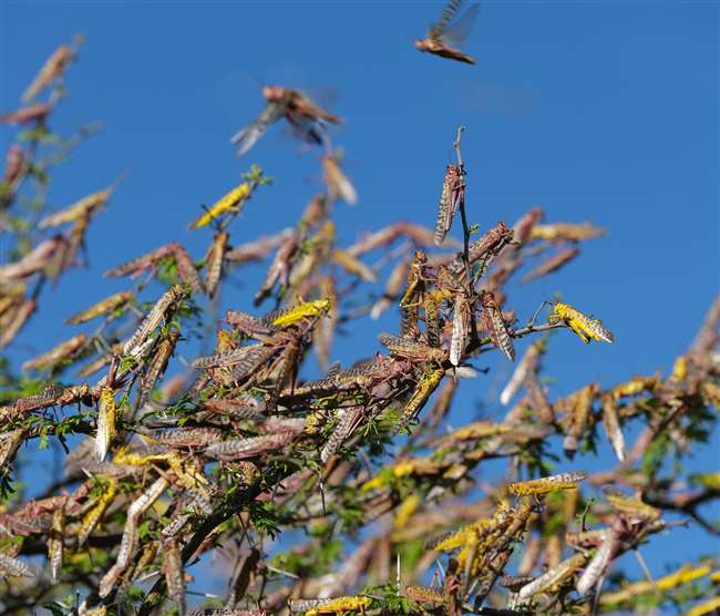 locust attack can cause food crisis of any country jagran special