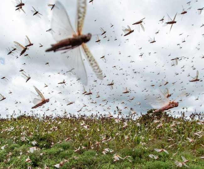 Locust party reaches close to Delhi high alert locust party ...