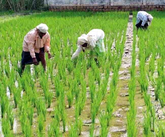 farmers will get good yield seeds and fertilizer in the fallow land with loam bacteria