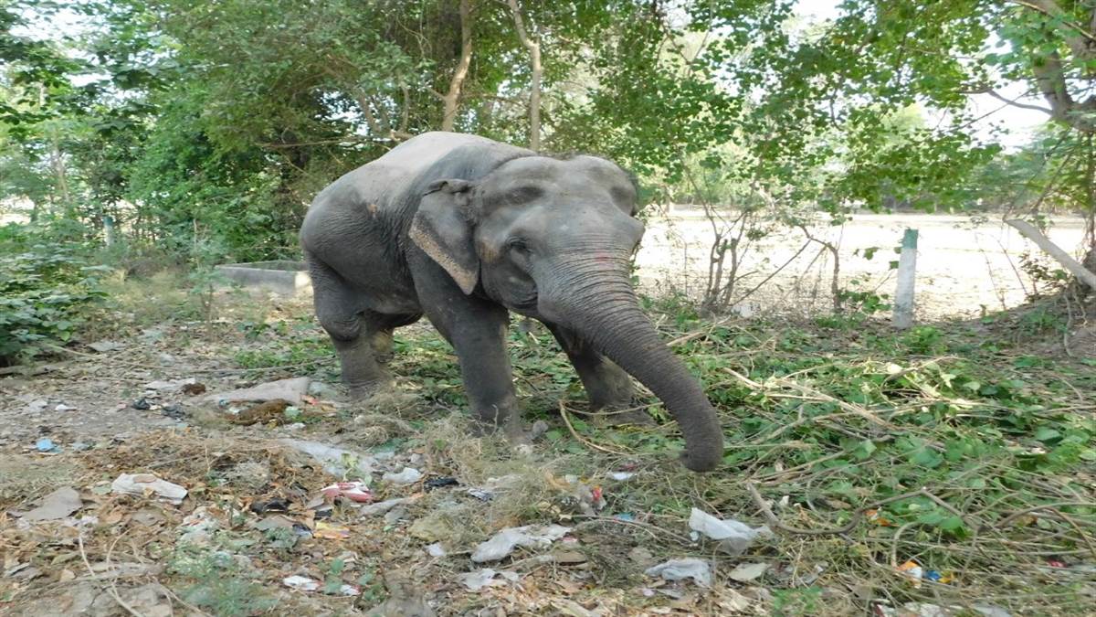 https://www.jagranimages.com/images/newimg/27052022/27_05_2022-elephant_22748391.jpg