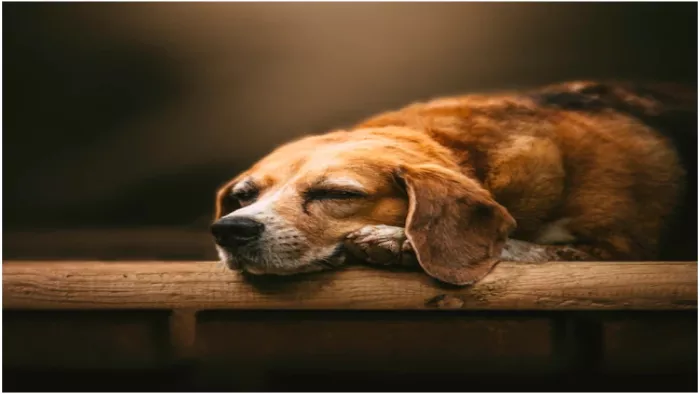Pet Care Tips: क्या आप भी ऑफिस जाते वक्त पेट्स को घर पर अकेला छोड़ते हैं?